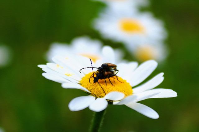 Ilustrasi Faktor Utama yang Menyebabkan Keragaman Flora dan Fauna di Indonesia. Unsplash.com/Matej-Spulak