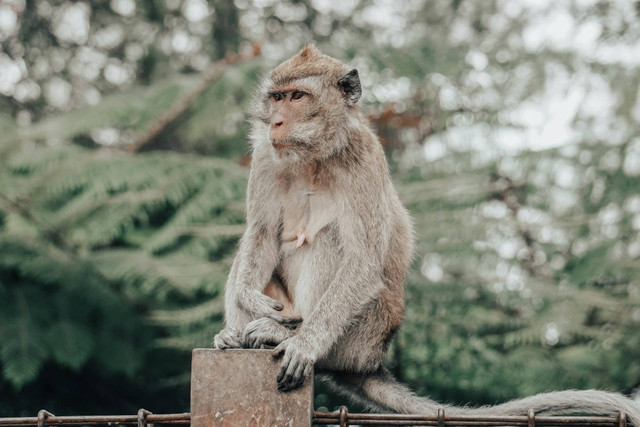 Wisata Bukit Sekipan Tawangmangu. Foto Hanya Ilustrasi, bukan tempat sebenarnya. Sumber Foto: Unsplash.com/Fakhri Labib