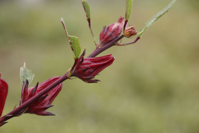 Ilustrasi hama tanaman rosella, foto: unsplash/PyperA Flow