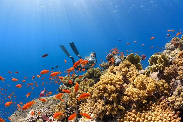 Spot diving di Lombok, foto hanya ilustrasi, bukan tempat sebenarnya: Unsplash/NEOM