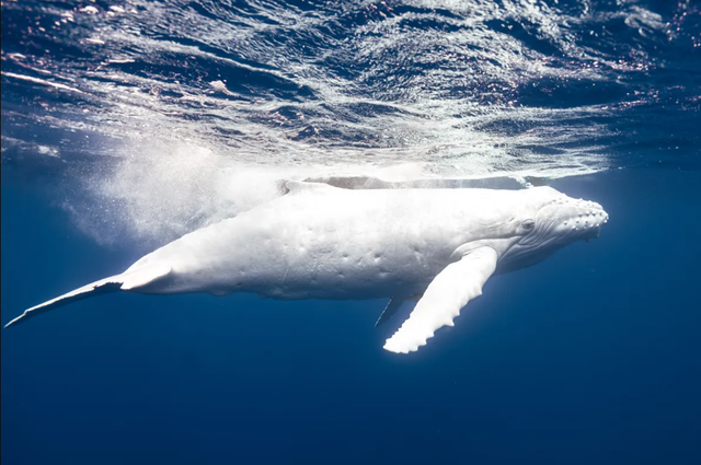 Anak paus bungkuk berwarna putih langka.  Foto: Ocean Culture Life/Jono Allen