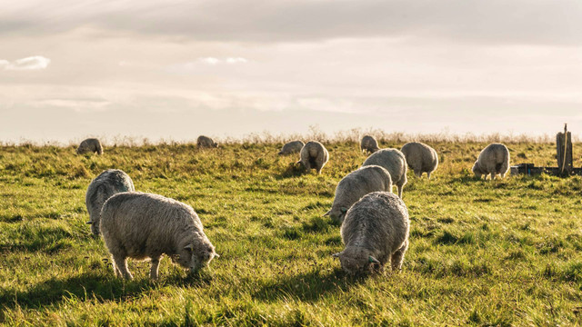 Little Ranch Semarang. Foto hanya ilustrasi, bukan tempat sebenarnya. Sumber: unsplash.com/Ekkanat Sartsoongnern.