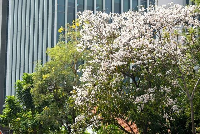 Bunga tabebuya yang bermekaran di Surabaya. Foto: Diskominfo Surabaya