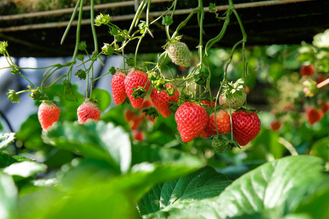 Wisata Petik Strawberry Malang. Foto hanya ilustrasi, bukan tempat sebenarnya. Foto: dok. Unsplash/Henry & Co.