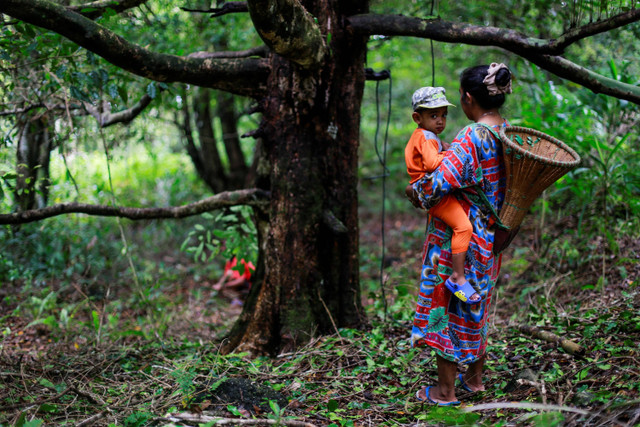 Warga menggendong anaknya saat akan memanen cengkeh di kebun miliknya di Desa Gurabunga, Tidore Kepulauan, Maluku Utara. Foto: Andri Saputra/ANTARA FOTO