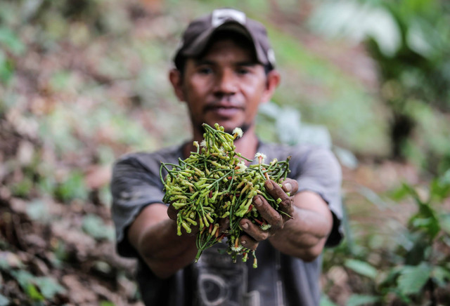 Petani memperlihatkan cengkeh hasil panen di Kelurahan Tongole, Ternate, Maluku Utara. Foto: Andri Saputra/ANTARA FOTO