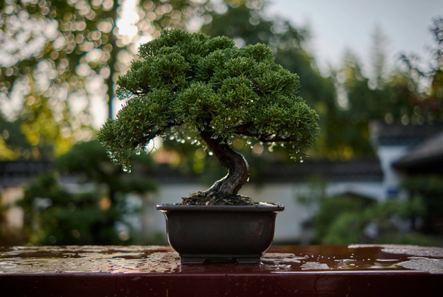 Ilustrasi apakah Bonsai Termasuk Tanaman Hortikultura, Pexels/Vind