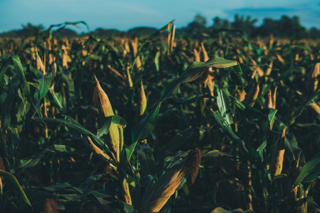 Ilustrasi Cara Mengatasi Hama Ulat pada Tanaman Jagung,Foto: Pexels/Nothing Ahead