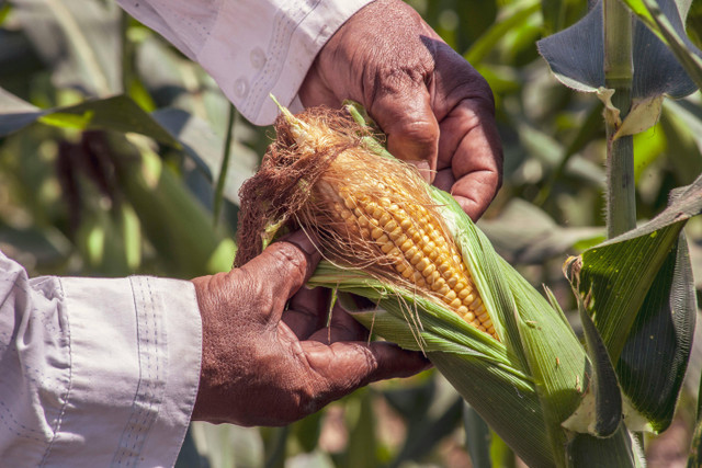 Apakah Jagung Termasuk Tanaman Hortikultura, Pexels/FRANK MERIÑO