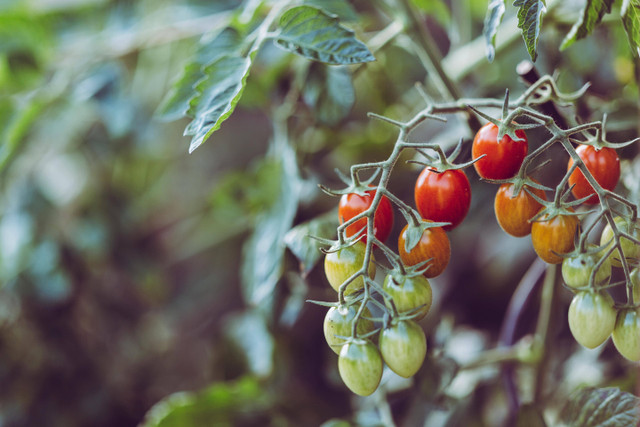 Ilustrasi cara semai tomat dari biji. Foto: Pexels.com/Markus Spiske