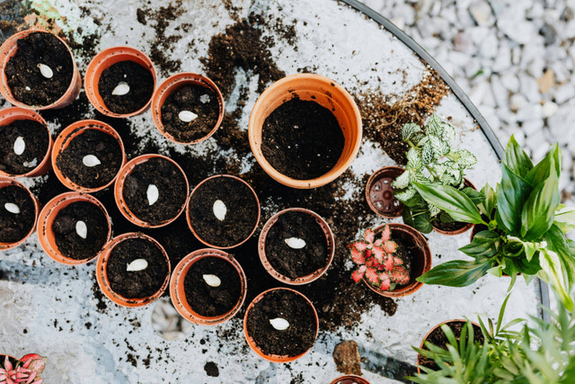 Ilustrasi cara semai anak benih. Foto: Pexels.com/Kaboompics.com