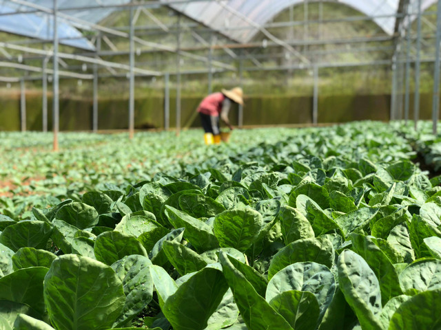 Ilustrasi Tanaman Hortikultura Cocok Ditanam di Daerah Apa?, Foto: Pexels/Soo Ann Woon