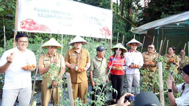 Panen perdana komoditas tomat yang ditanam oleh kelompok tani Bersehati di Kampung Salili, Kabupaten Sitaro, Sulawesi Utara.