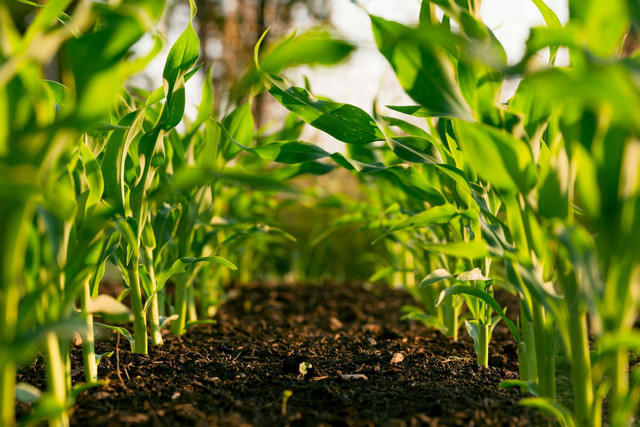 Ilustrasi Cara Merawat Tanaman Hortikultura, Unsplash/Steven Weeks