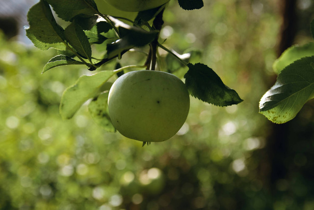 Ilustrasi cara tanam tanaman hortikultura, foto: unsplash/Nadya Shuran