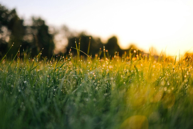 Ilustrasi waktu terbaik menyiram rumput, foto: unsplash/Jonas Weckschmied