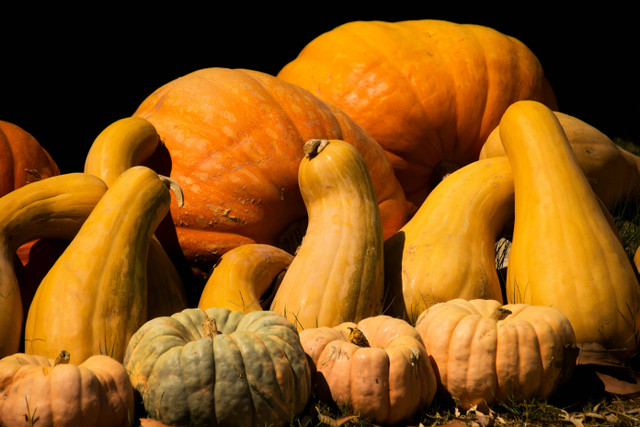 Ilustrasi Cara Semai Labu Kuning,Foto:Pexels/ Frans van Heerden