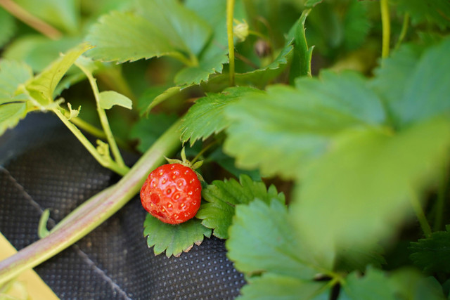 Ilustrasi Cara Semai Strawberry yang Benar agar Tumbuh dengan Baik, Unsplash/Sebbi Strauch