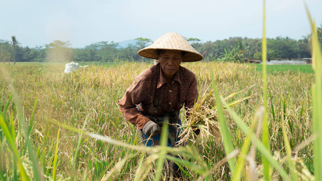 Ilustrasi Agraria, Panen padi. Foto: Canva Pro