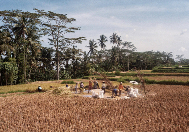 Foto oleh Polina Chistyakova: https://www.pexels.com/id-id/foto/ladang-gandum-2857587/