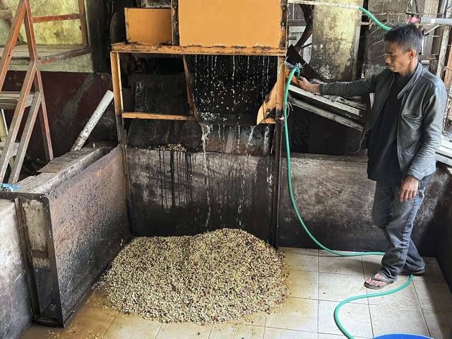 Biji kopi yang sudah melalui proses pulper atau pengolahan basah (wet process). Foto: Gitario Vista Inasis/kumparan