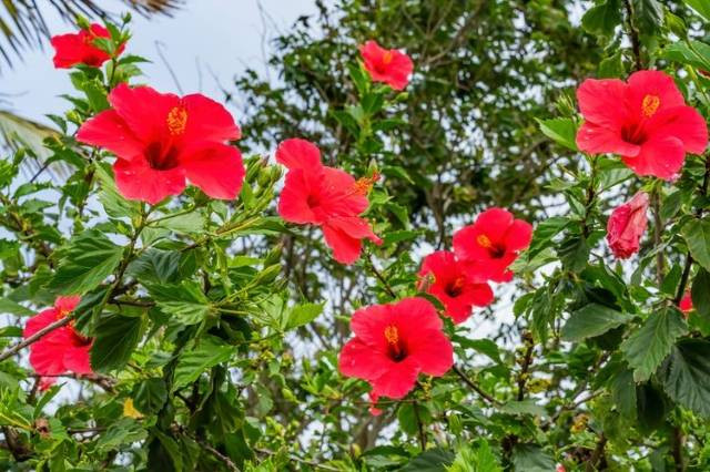 Gambar bunga Hibiscus (kembang sepatu) dokumentasi asli pribadi