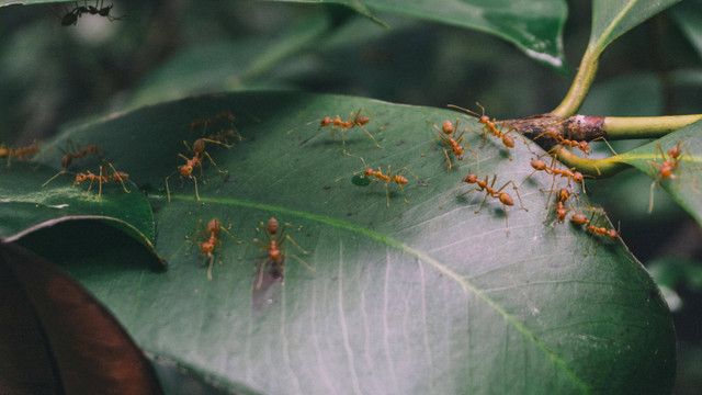 Ilustrasi cara menghilangkan semut rangrang di pohon jambu air. Foto: Pexels.com/Thang Cao