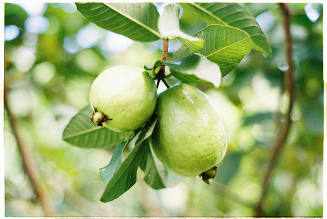 Ilustrasi Penyebab Daun Jambu Keriting, Petani Wajib Tahu, Pexels/Linh San