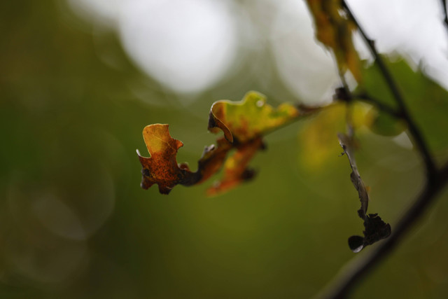 Penyebab Daun Jambu Air Menguning, Unsplash/ Lara John