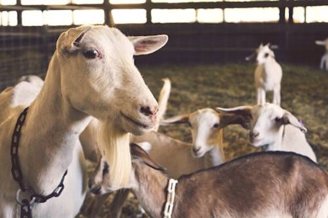 Ilustrasi Daun Jambu Air untuk Pakan Kambing, Foto: Unsplash/Jarren Simmons