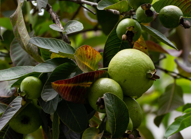 Ilustrasi Penyebab Daun Jambu Air Kering, Pexels/Rajesh S Balouria