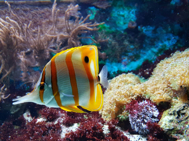 Aquarium Date di Semarang, Foto Hanya Ilustrasi, Bukan Gambar Sebenarnya, Sumber Foto: Unsplash/Renata Helgerud