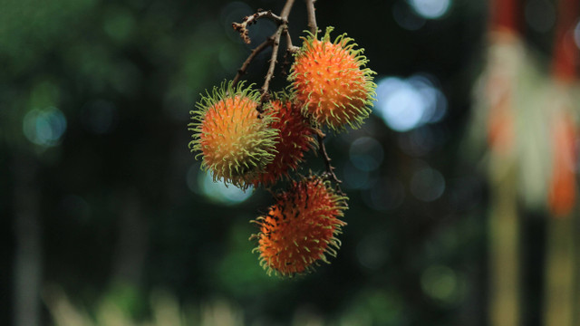 Ilustrasi Jenis Pohon Rambutan Cepat Berbuah, Unsplash/Anil Xavier