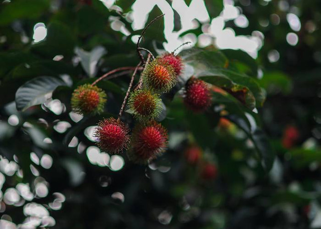 Ilustrasi Cara Membasmi Ulat Bulu di Pohon Rambutan, Pexels/Alameen Ammu