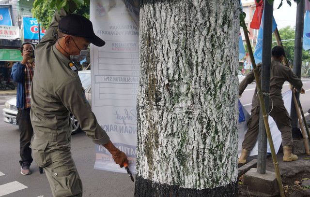 Ilustrasi Satpol PP menertibkan alat peraga kampanye yang dipaku di pohon. Foto: Satpol PP Kota Yogya