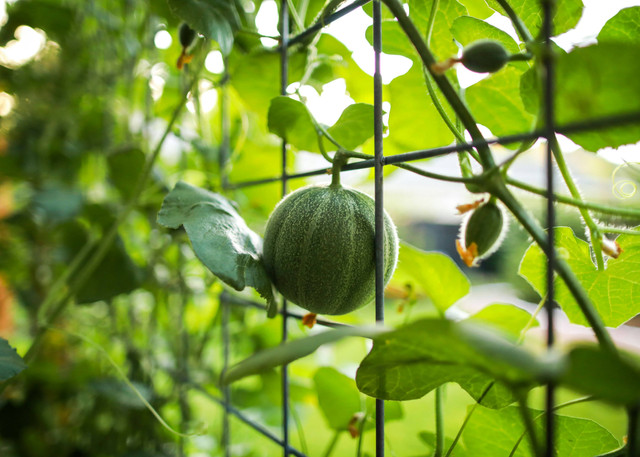 Ilustrasi Cara semai melon. Unsplash/Nina Luong