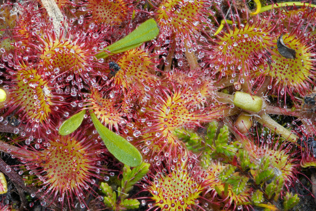 Ilustrasi Cara semai Drosera. Pexels/Cornelis Johannes (Kees) van Leeuwen