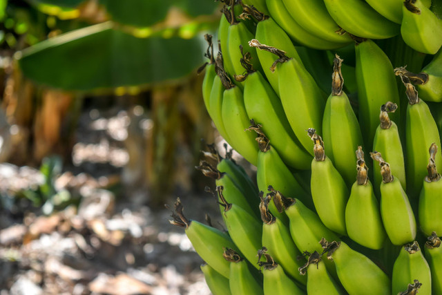 Ilustrasi Jenis Pohon Pisang yang Cepat Berbuah,Foto: Pexels/Arminas Raudys