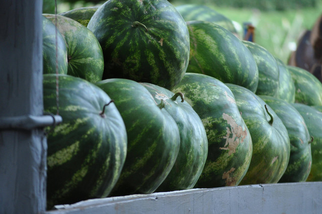 Ilustrasi cara mengatasi lalat buah pada tanaman semangka. Foto: Pexels.com/Josiel Araujo