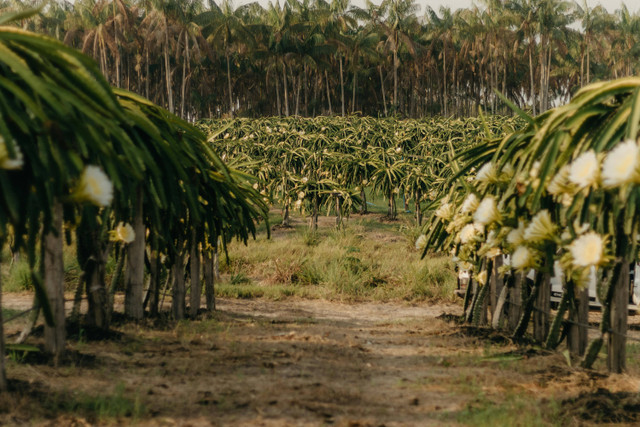 Ilustrasi cara mengatasi lalat buah pada buah naga. Foto: Pexels.com/Kawê Rodrigues