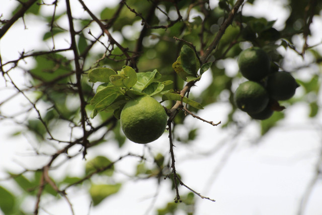 Ilustrasi cara merawat pohon jeruk limau, foto: unsplash/Dhananjay Jagtap