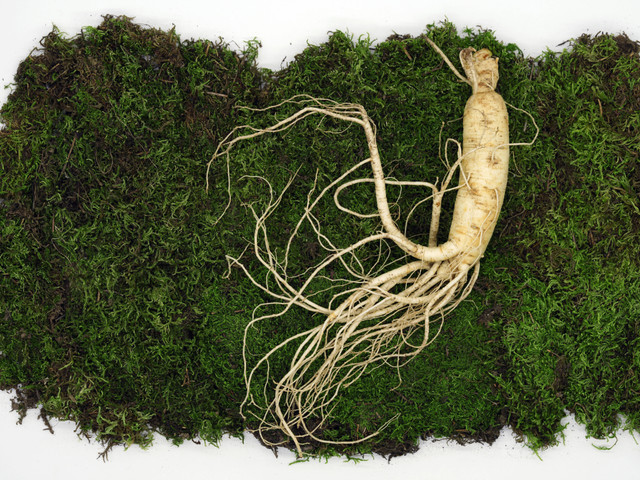 Ilustrasi Cara Semai Ginseng yang Mudah dan Cepat, Unsplash/bencaoquan