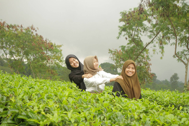 Kebun Teh Lawang. Sumber Unsplash Oktavia Ningrum