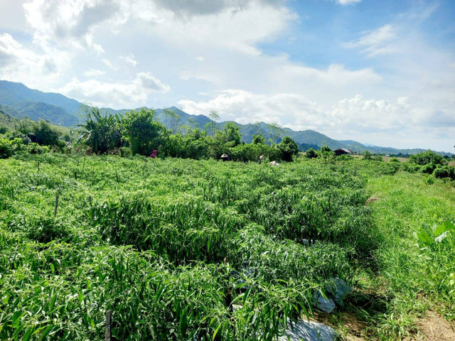 Ilustrasi Lietrasi Iklim Dalam Perspektif Budaya Bima/Green Science (Foto Dok. Kamaluddin)