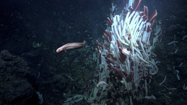 Cacing tabung raksasa di permukaan dasar laut pada kedalaman 2.500 meter di East Pacific Rise, punggungan vulkanik aktif yang terletak di mana dua lempeng tektonik bertemu di dasar Samudra Pasifik. Foto: Schmidt Ocean Institute via REUTERS