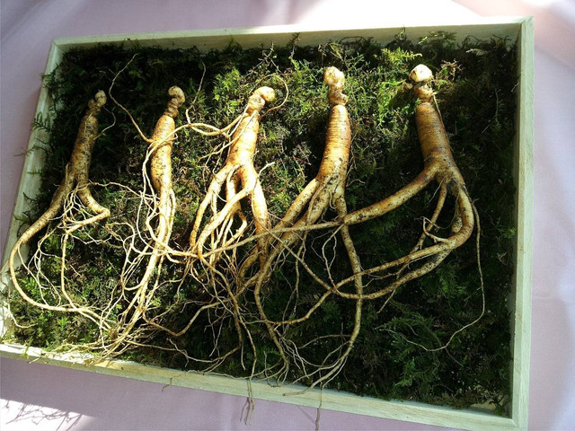 Ilustrasi Cara Panen Ginseng. Pixabay/markroad1230