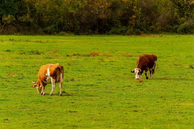 Wahana Cimory Dairyland Prigen (Foto hanya ilustrasi, bukan tempat sebenarnya) Sumber: pexels/ Vladimir Srajber