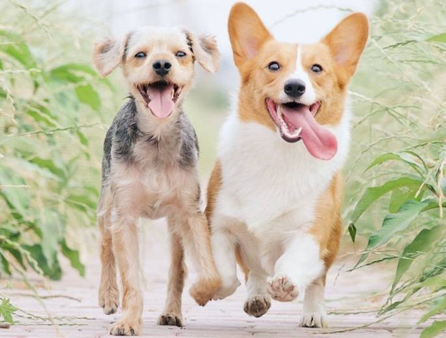 Apakah Summarecon Mall Bandung Pet Friendly. Foto hanyalah ilustrasi bukan tempat sebenarnya. Sumber: Unsplash/Alvan Nee