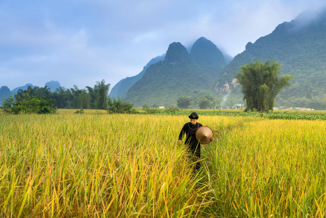 Ilustrasi Cara Penggunaan Insektisida Besvidor pada Tanaman Padi. Pexels/Quang Nguyen Vinh