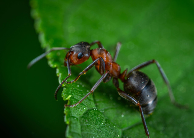 Ilustrasi Cara Kerja Insektisida Incipio untuk Membasmi Hama. Pexels/Egor Kamelev